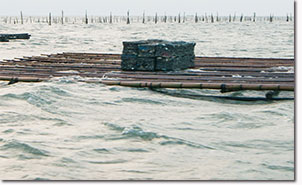 浮棚式蚵架照片